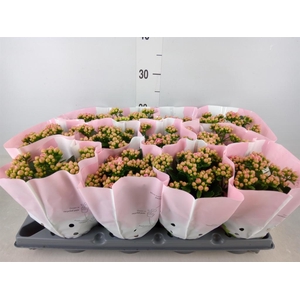 Kalanchoe blos.   ..rosebud