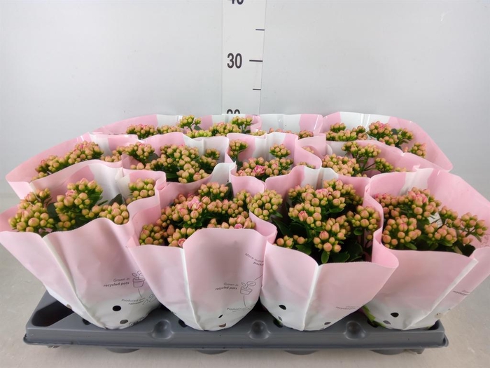 <h4>Kalanchoe blos.   ..rosebud</h4>