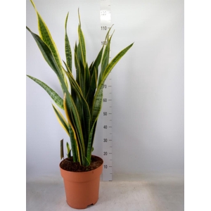 Sansevieria trifa. 'Laurentii'