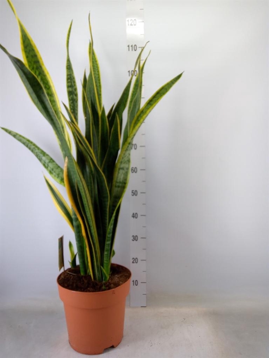 <h4>Sansevieria trifa. 'Laurentii'</h4>