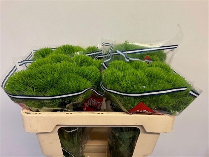 <h4>DI BARB KIWI MELLOW</h4>