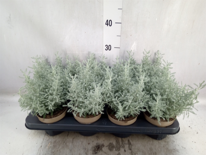 <h4>Perkplanten   ...mix gray leaved</h4>