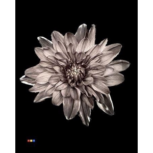 Chr T 2 Kl Baltica Black