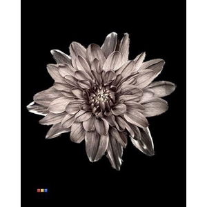 Chr T 2 Kl Baltica Black