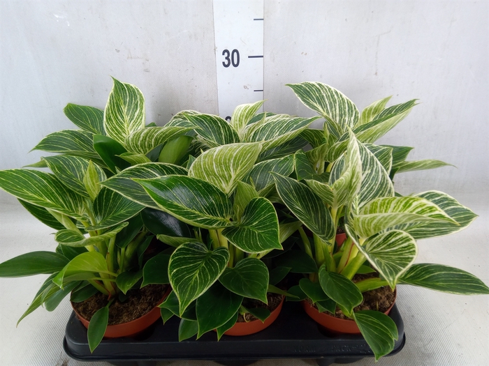 <h4>Philodendron   ...</h4>