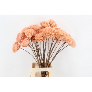 Stick Shola Zinnia Ø12 Salmon