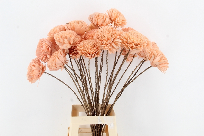 <h4>Stick Shola Zinnia Ø12 Salmon</h4>