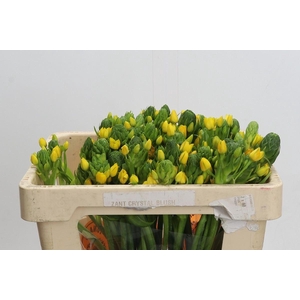 Ornithogalum dubium 'Yellow Asa'