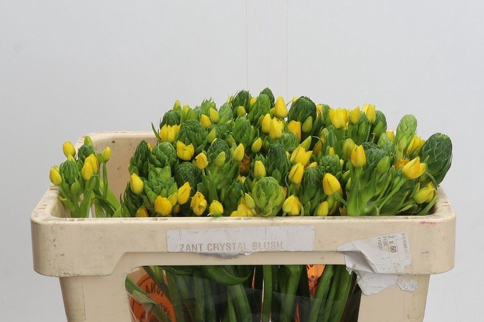 <h4>Ornithogalum dubium 'Yellow Asa'</h4>