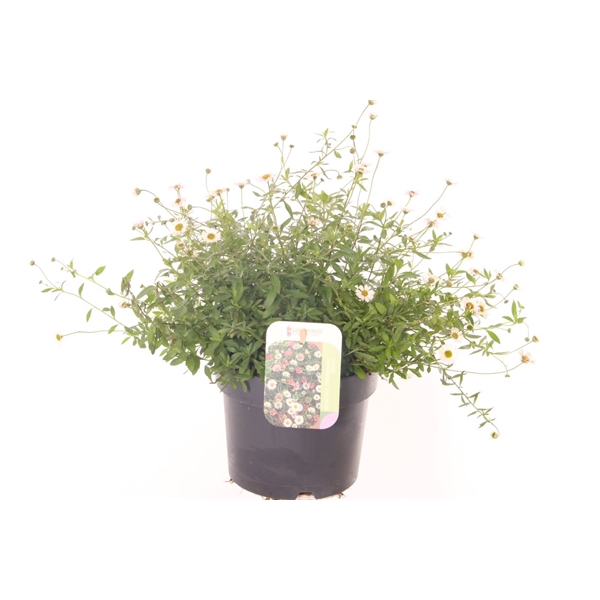 <h4>Erigeron karvinskianus Bl?tenmeer</h4>