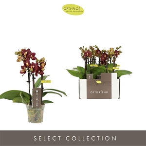 Phalaenopsis Multifloratypes overig