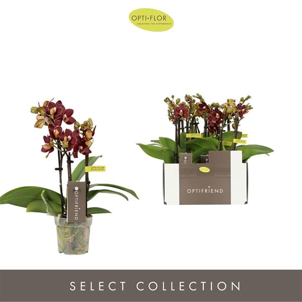 <h4>Phalaenopsis Multifloratypes overig</h4>