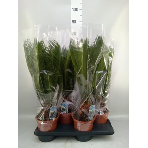 Cycas revoluta