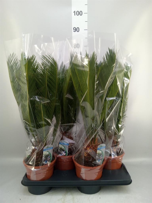 <h4>Cycas revoluta</h4>