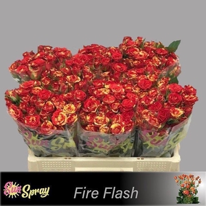 Rosa spray fire flash