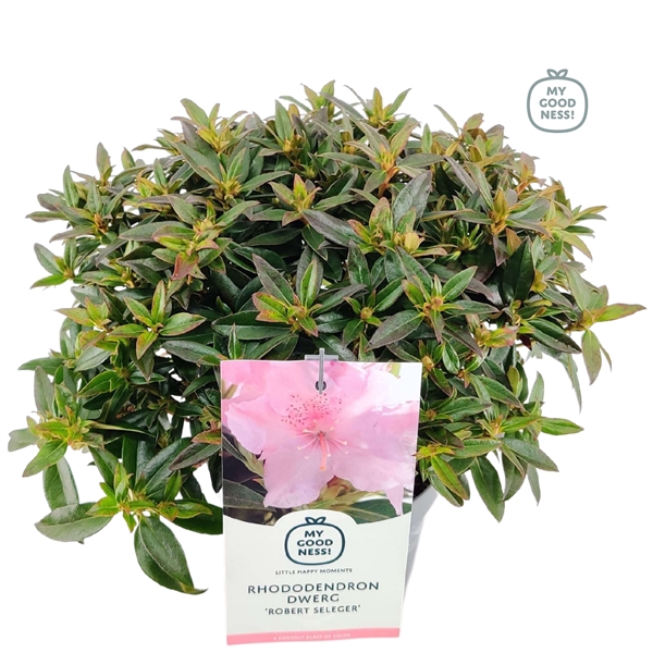 <h4>Rhododendron 30-35 /2 liter 'Robert Seleger' dwerg</h4>