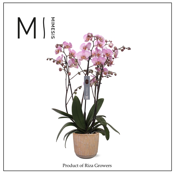 <h4>Mimesis Phal. Marvellous Pink Special - 50+ flowers 17cm in Cille Old Pink Ceramic</h4>