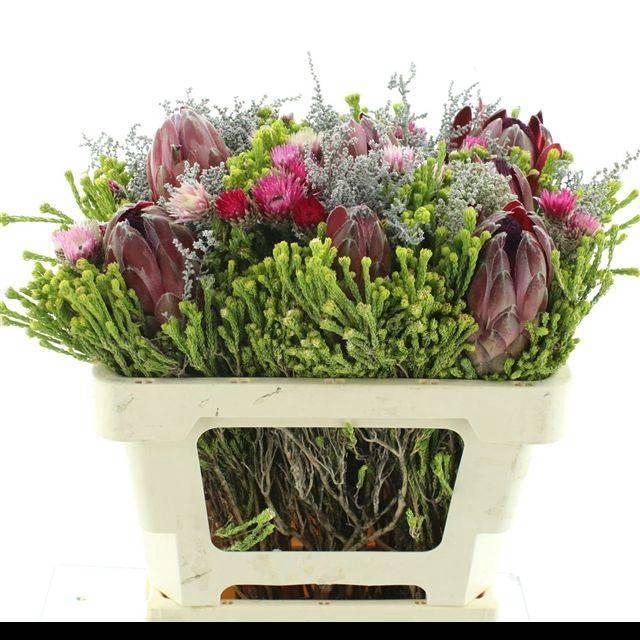 <h4>ALLERHEILIGENBOEK BS</h4>