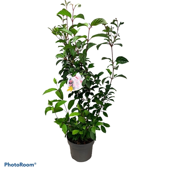 <h4>Viburnum bod. 'Charles Lamont' 60-80 P23</h4>