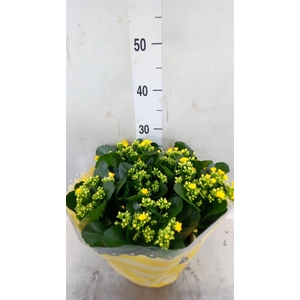 Kalanchoe blos. 'RosDon Amaril'