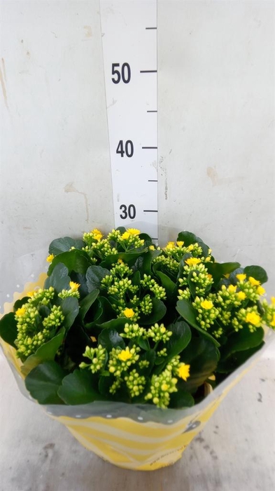 <h4>Kalanchoe blos. 'RosDon Amaril'</h4>