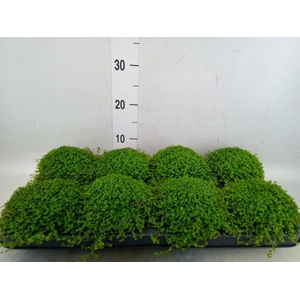 Soleirolia soleirolii   ...green