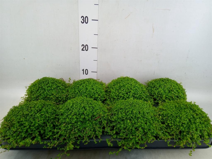 <h4>Soleirolia soleirolii   ...green</h4>