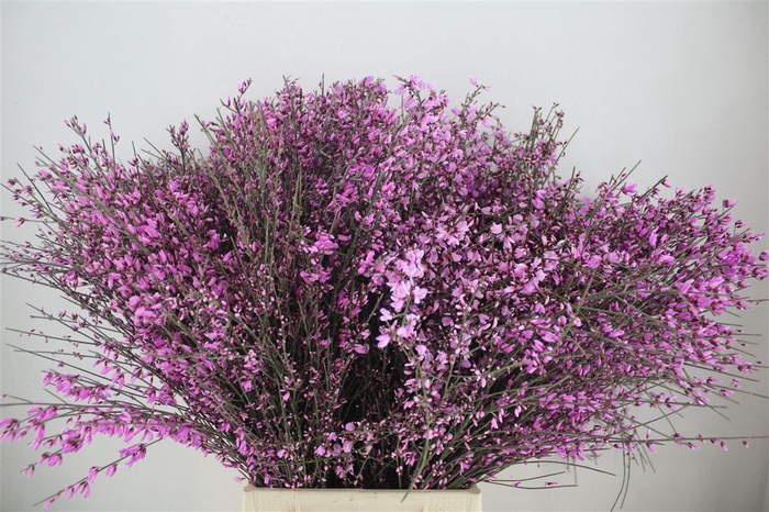 <h4>Ginster 300gr Lilac P Bunch</h4>