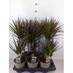 Dracaena marg. 'Magenta'