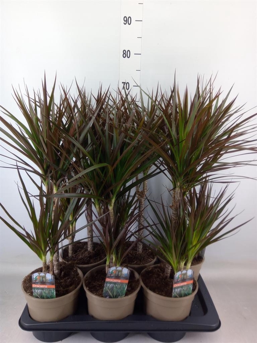<h4>Dracaena marg. 'Magenta'</h4>
