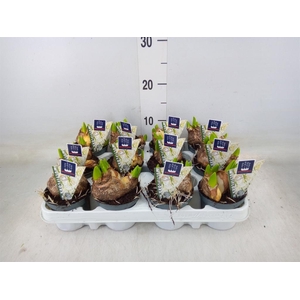 Hyacinthus orie. 'Multifl' ..