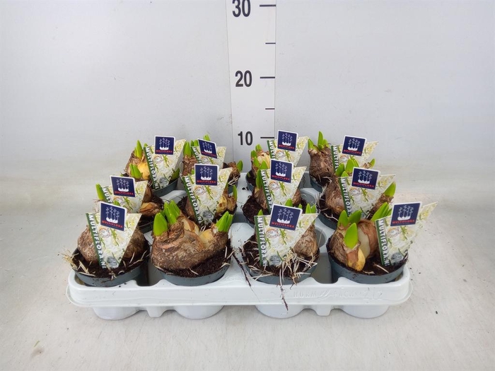 <h4>Hyacinthus orie. 'Multifl' ..</h4>
