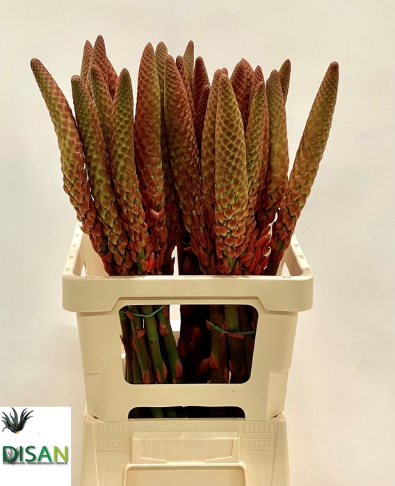 <h4>ALOE ARBORESCENS</h4>