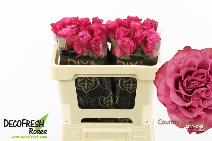 <h4>R Gr Country Blues</h4>