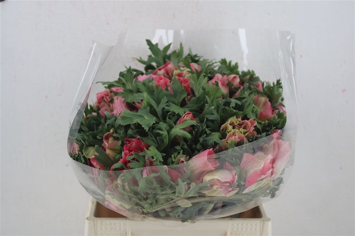 <h4>Anem Mistral Super Shoking Pink</h4>