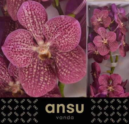 Vanda Ni Tropi Punch