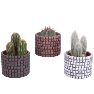 Cactus mix Ø10,5 cm in Ø12cm Ceramic Pot Stone Texture