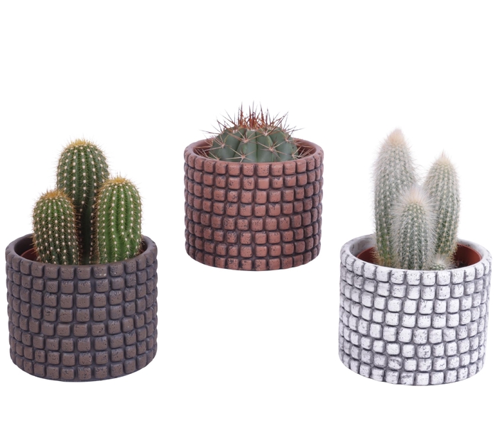 <h4>Cactus mix Ø10,5 cm in Ø12cm Ceramic Pot Stone Texture</h4>