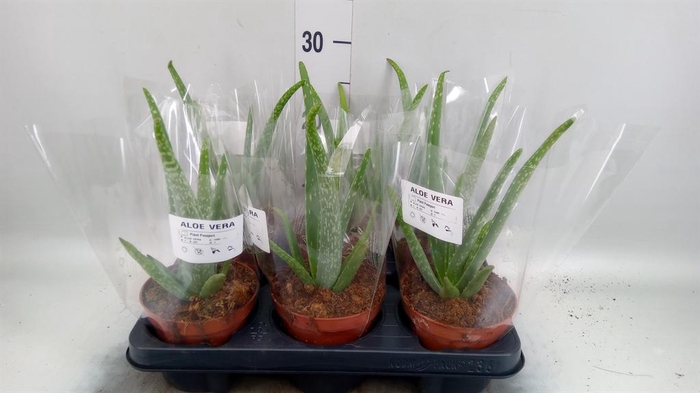 <h4>Aloe vera</h4>