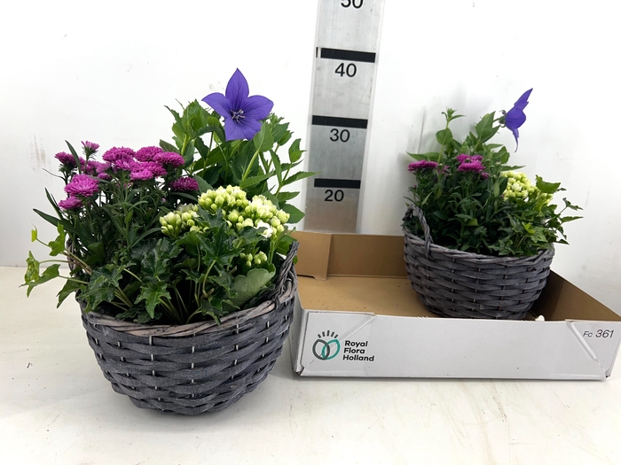 <h4>ARR TUINPLANTEN</h4>