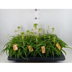 Chlorophytum com. 'Bonnie'