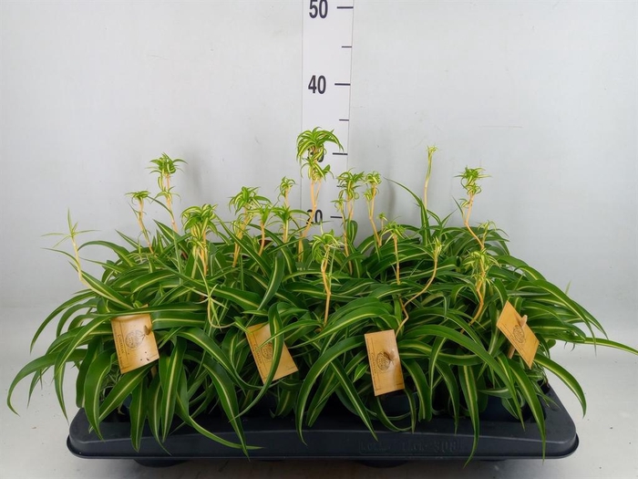 <h4>Chlorophytum com. 'Bonnie'</h4>
