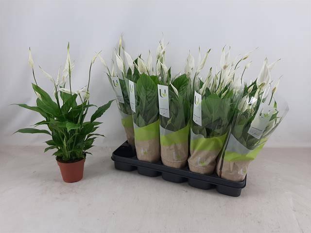 <h4>SPATH TORELLI</h4>