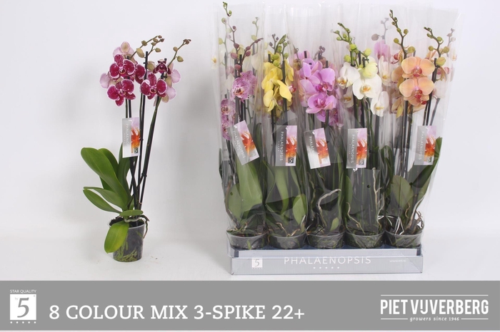 <h4>PHAL GEM 8 KL</h4>