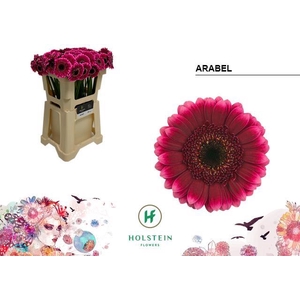 GE MI ARABEL
