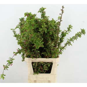 MALUS RED SENTINEL BLOSSOM PER STEM 100CM