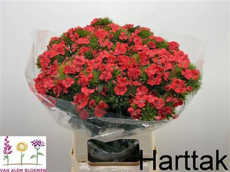 <h4>Di Barb S Will Coral N L</h4>