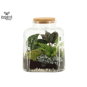 90884: Terrarium arrangement