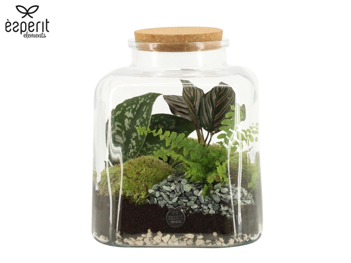 <h4>90884: Terrarium arrangement</h4>