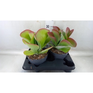 Kalanchoe NF thyrsiflora 'Red Lips'